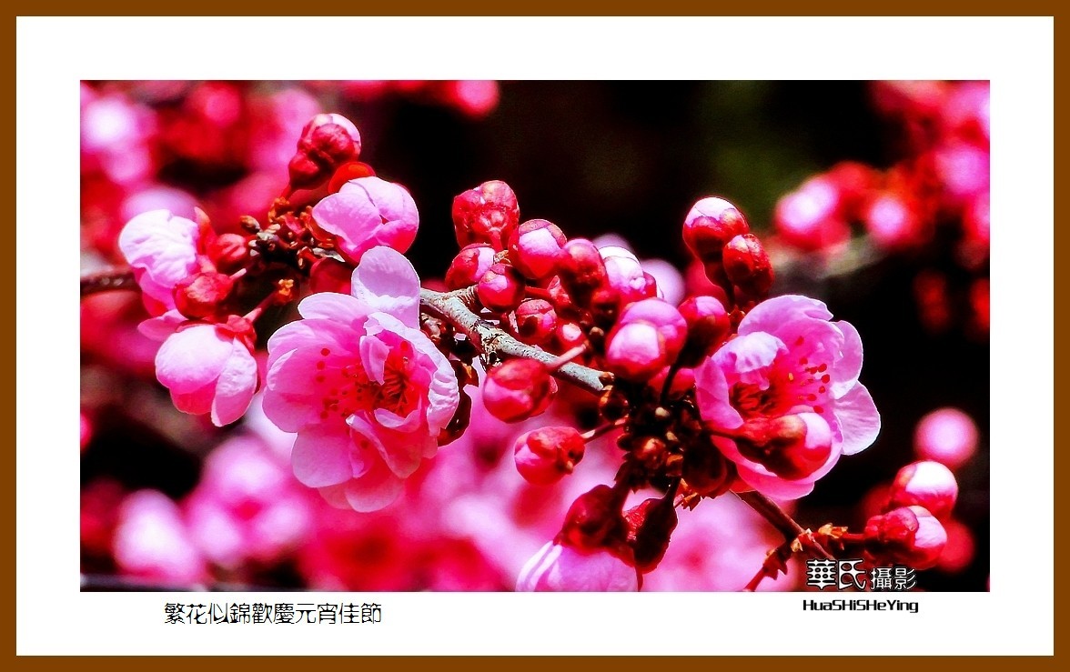 色眼看花——繁花似锦欢庆元宵佳节