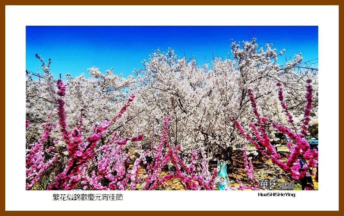 色眼看花——繁花似锦欢庆元宵佳节