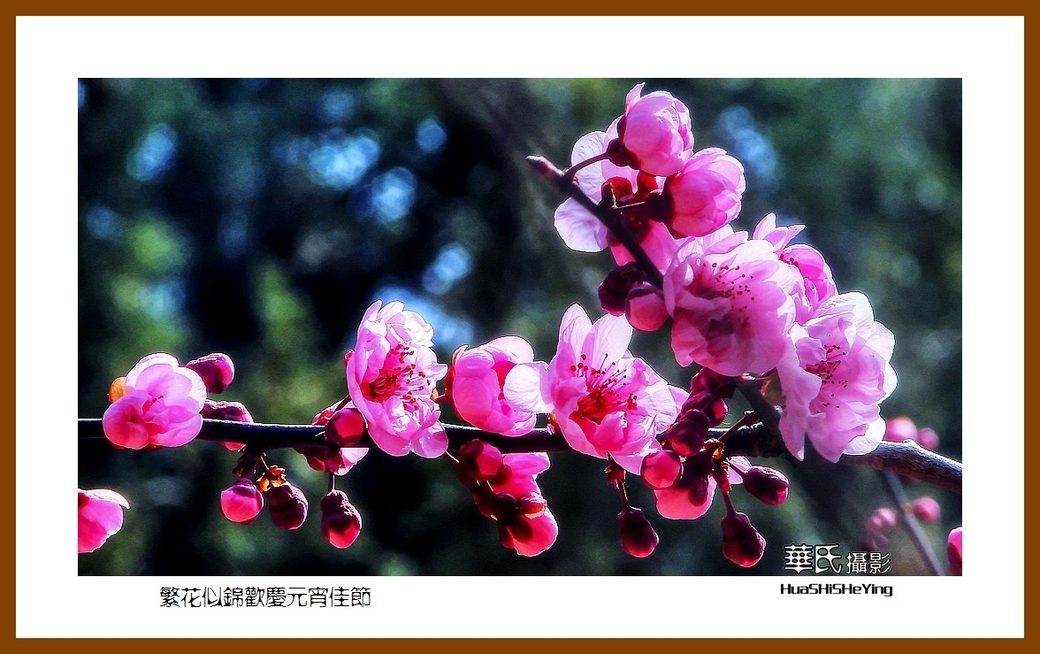 色眼看花——繁花似锦欢庆元宵佳节