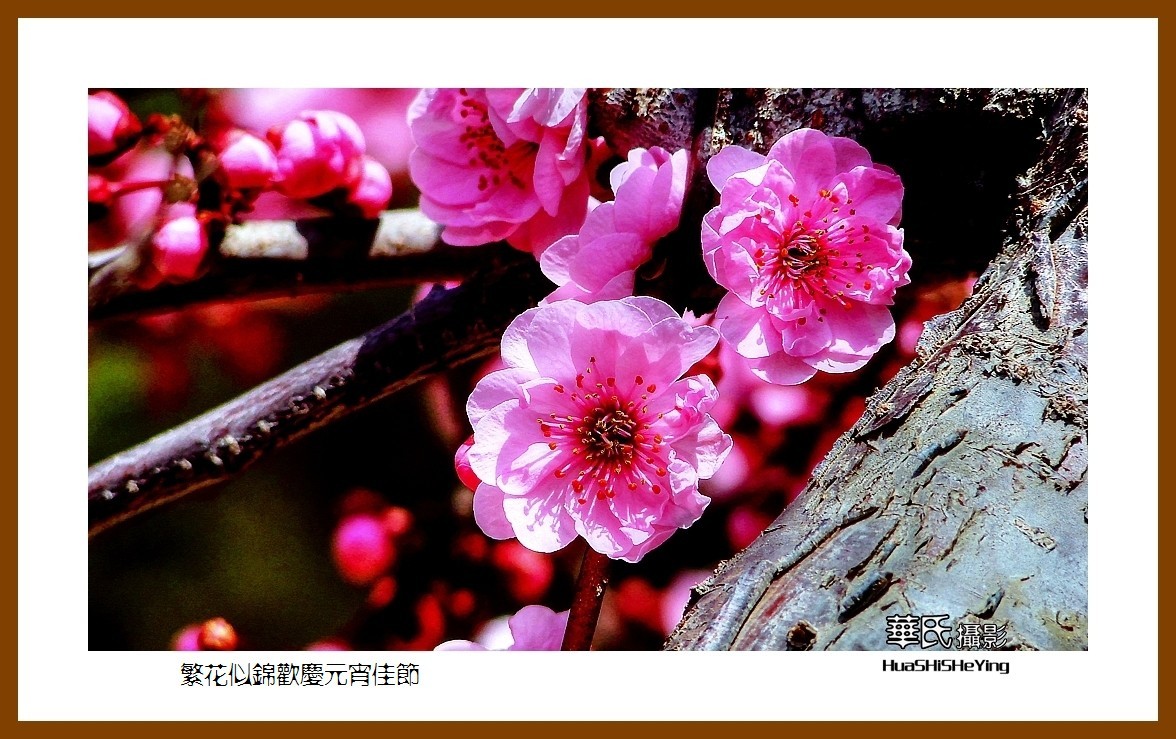 色眼看花——繁花似锦欢庆元宵佳节