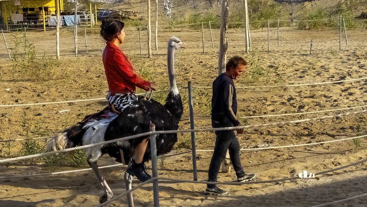 南疆行——罗布人村寨的秋（3）