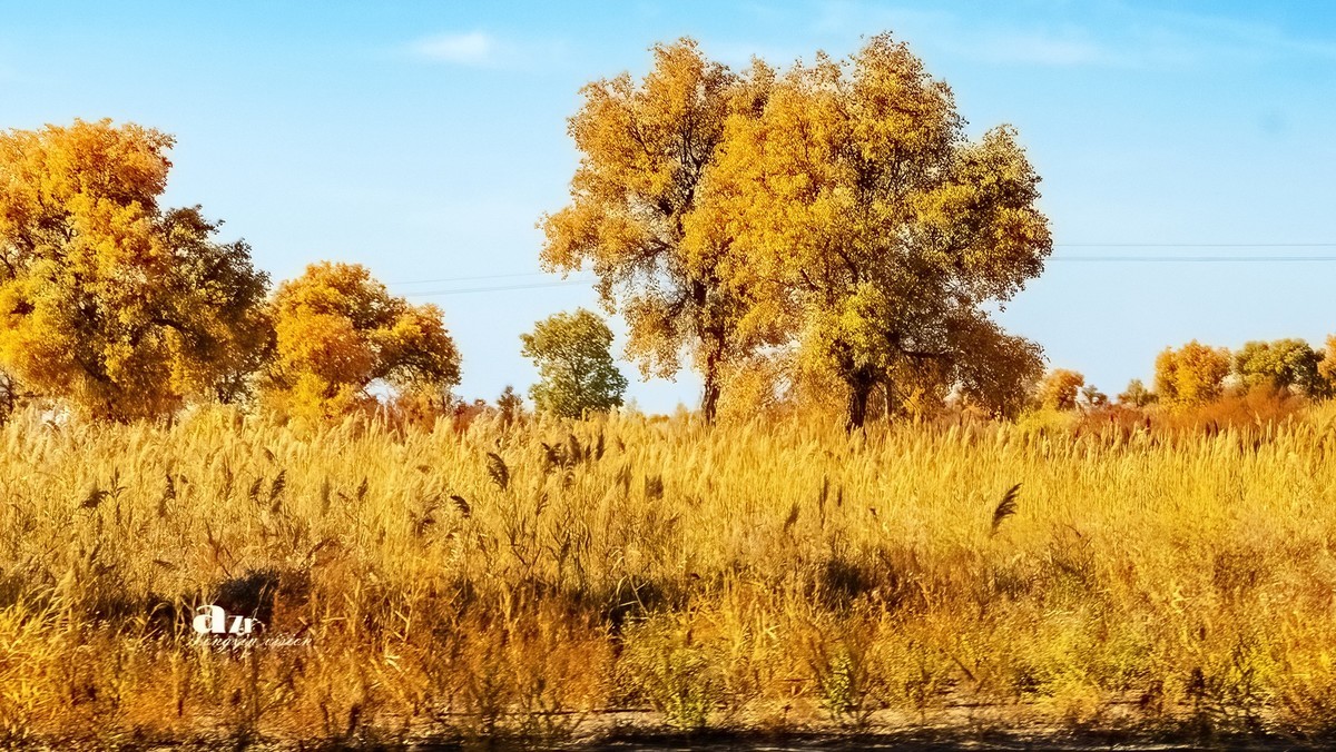 南疆行——罗布人村寨的秋（3）