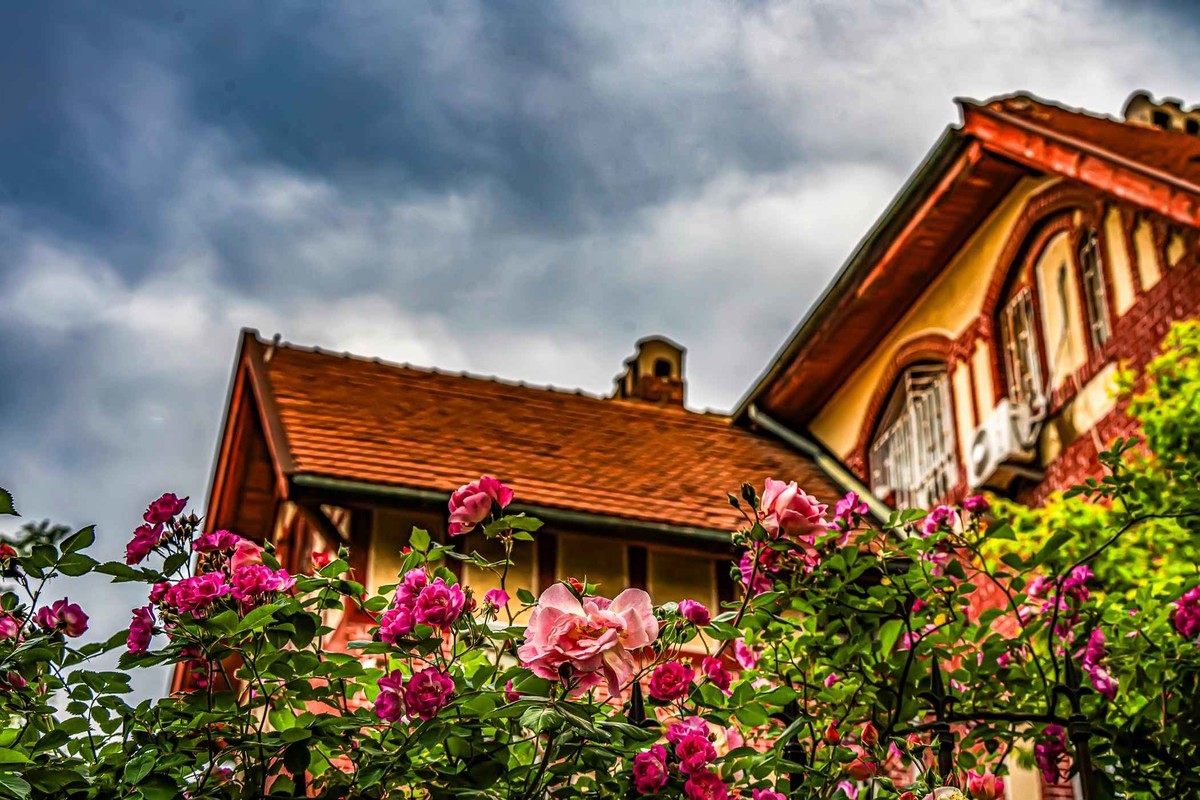 城市美容师    蔷薇花开