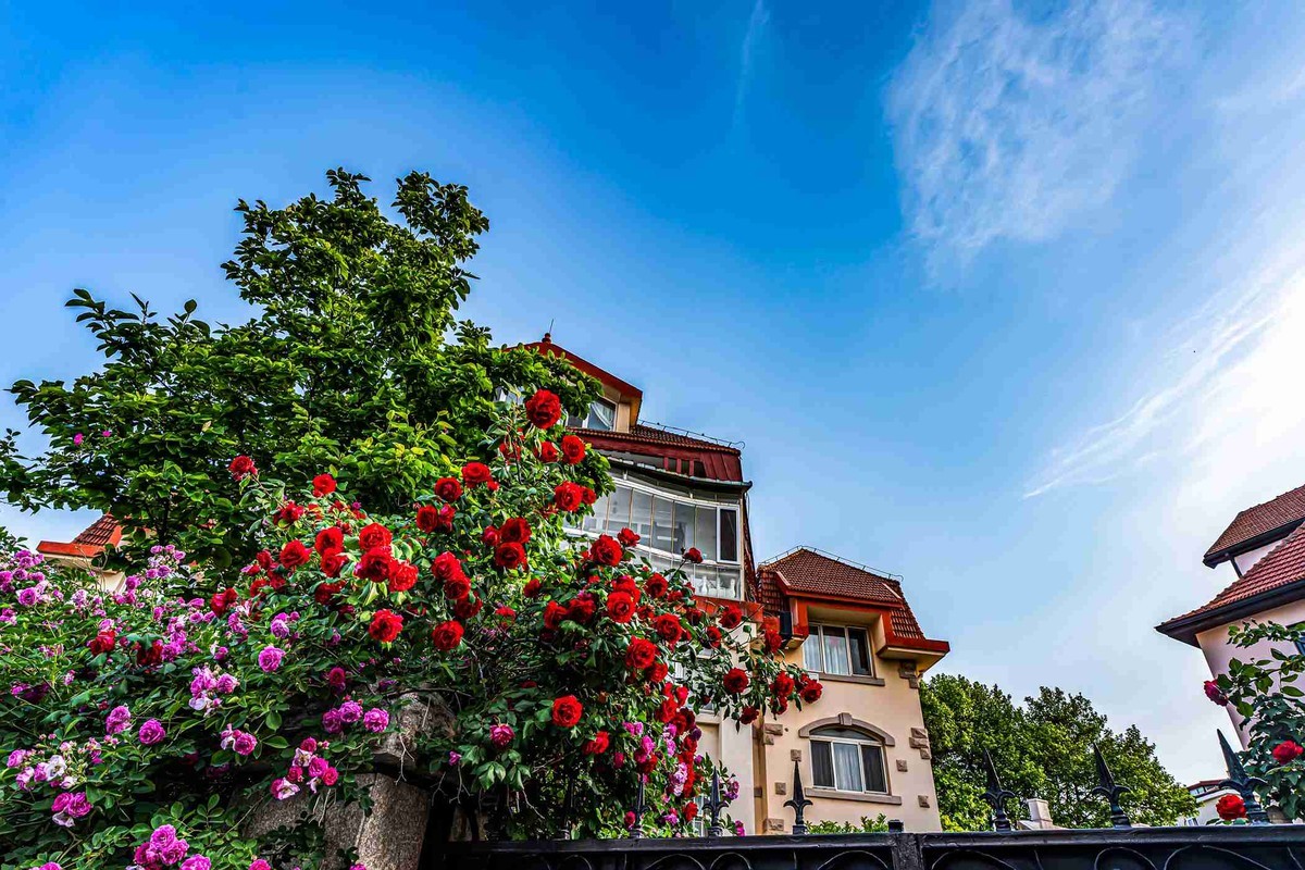 城市美容师    蔷薇花开