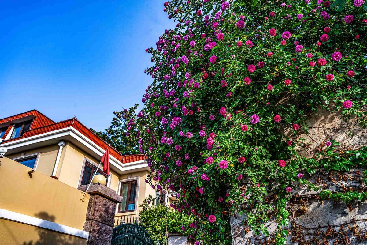 城市美容师    蔷薇花开