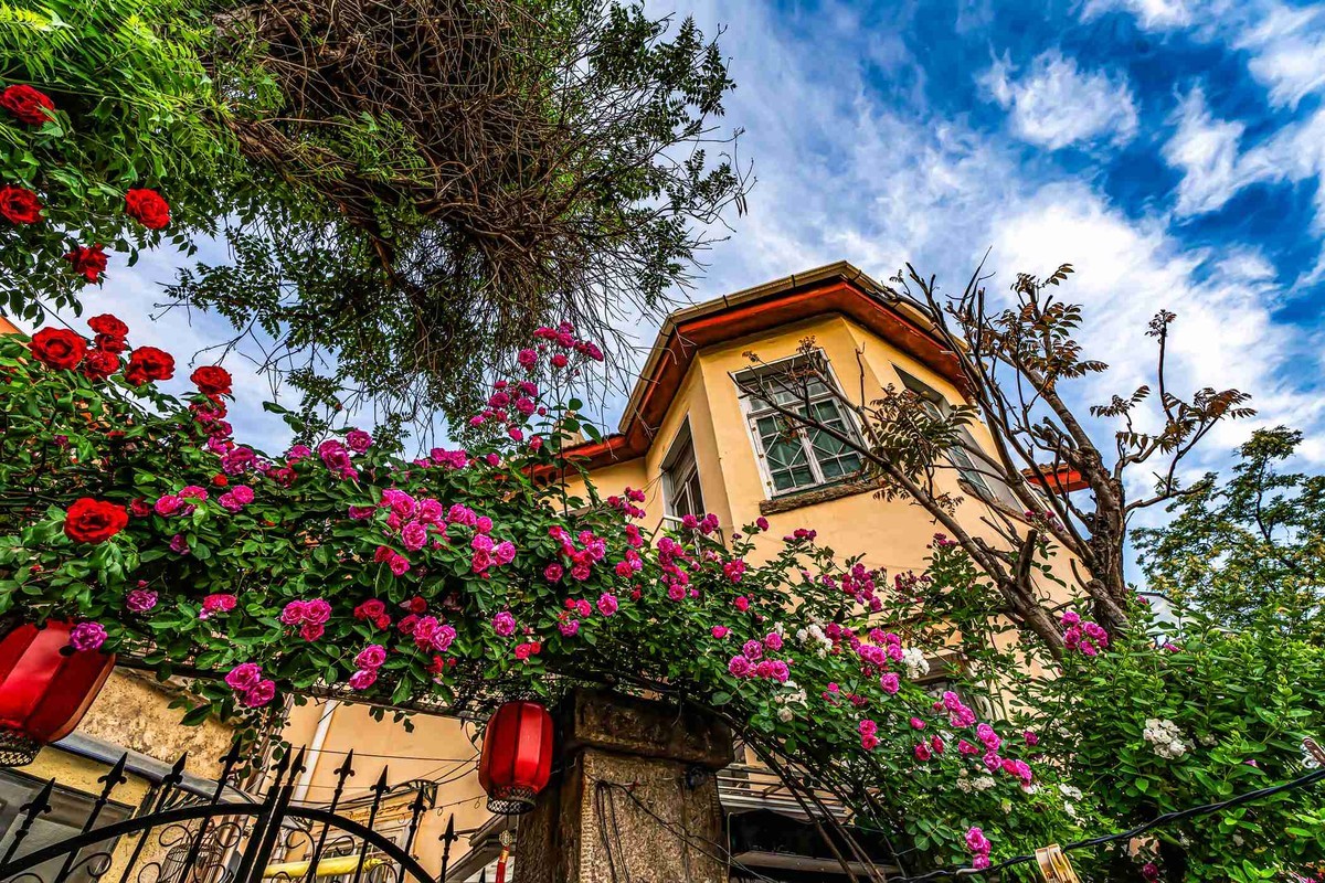 城市美容师    蔷薇花开