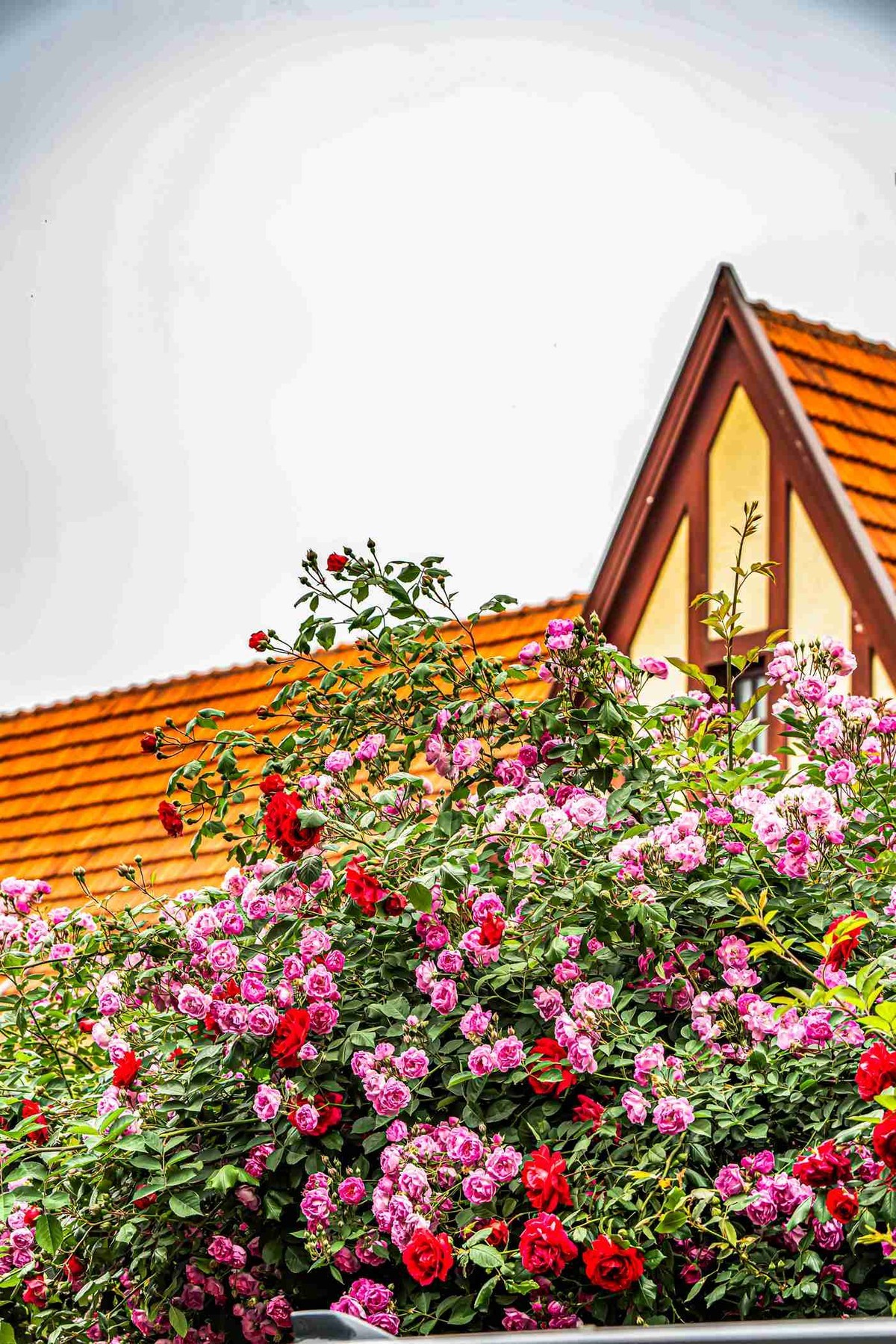 城市美容师    蔷薇花开