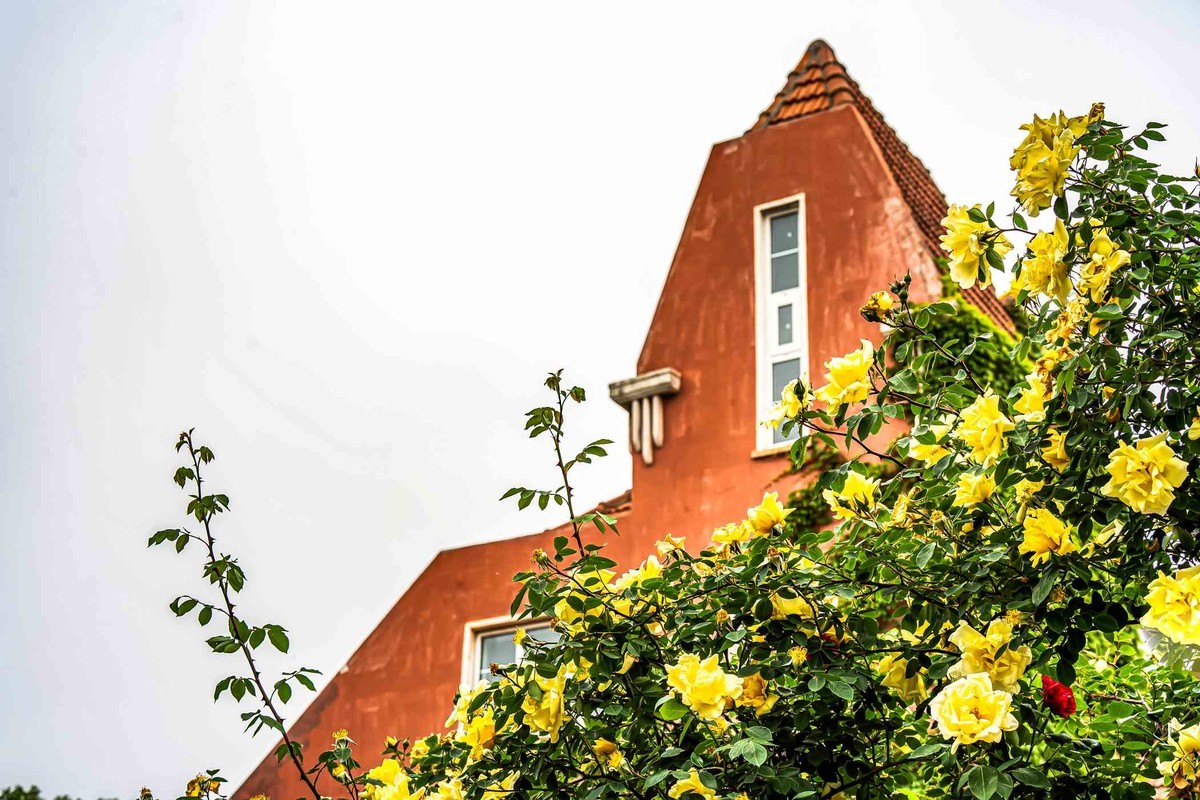 城市美容师    蔷薇花开