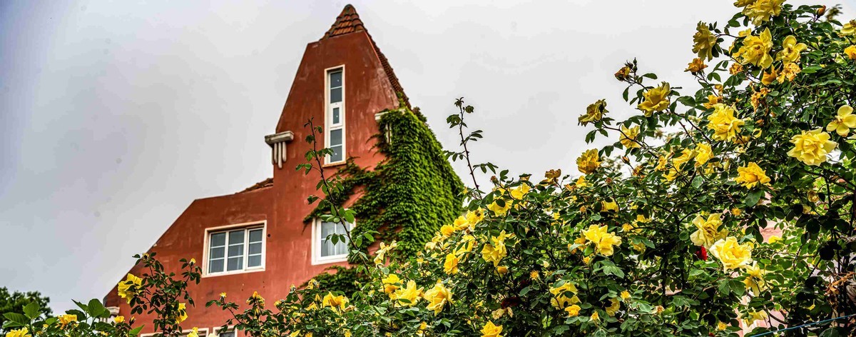 城市美容师    蔷薇花开