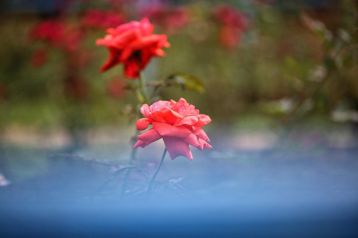 06.02花都人民公园随拍