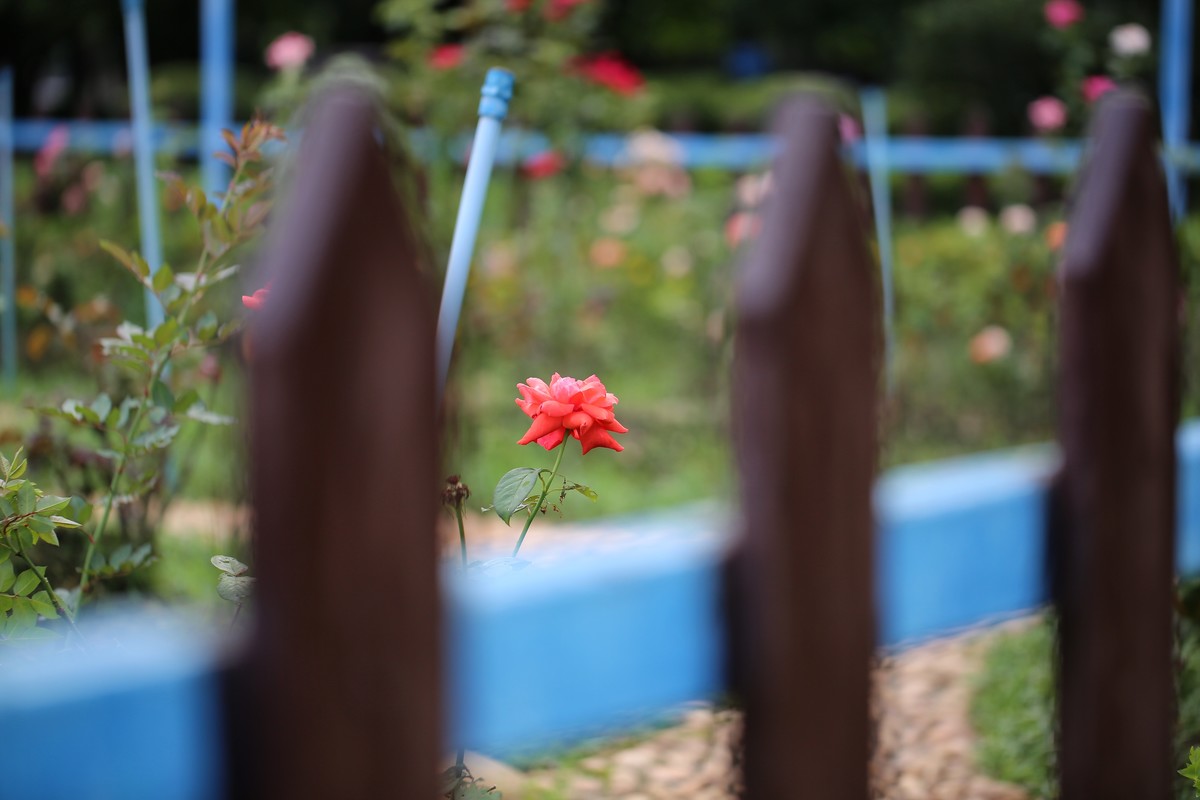 06.02花都人民公园随拍