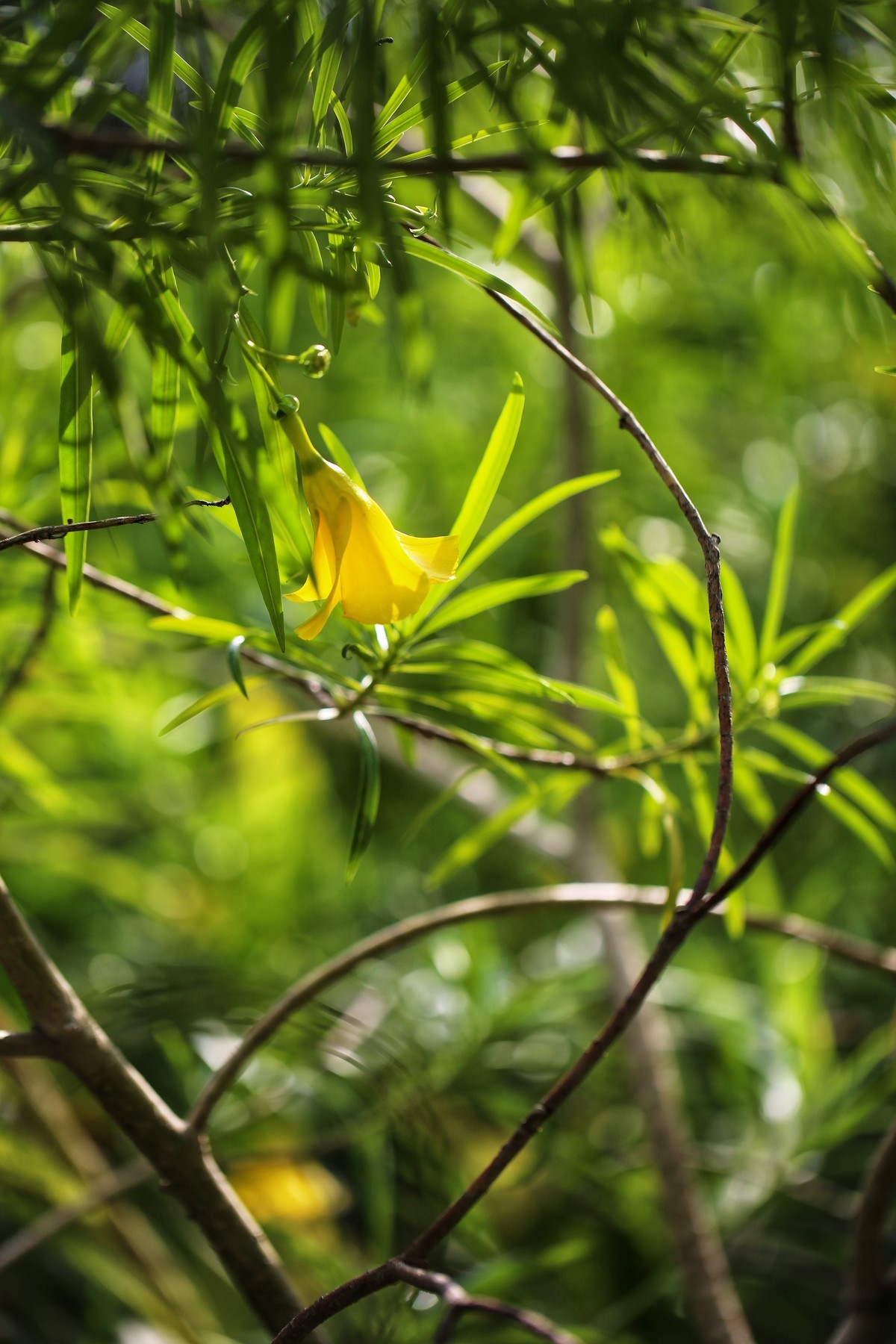 06.02花都人民公园随拍