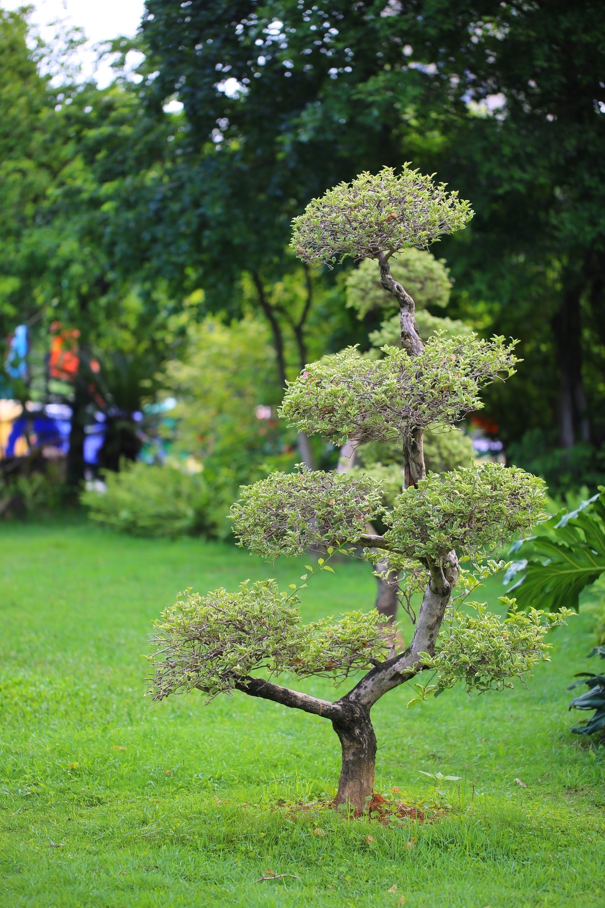 06.02花都人民公园随拍