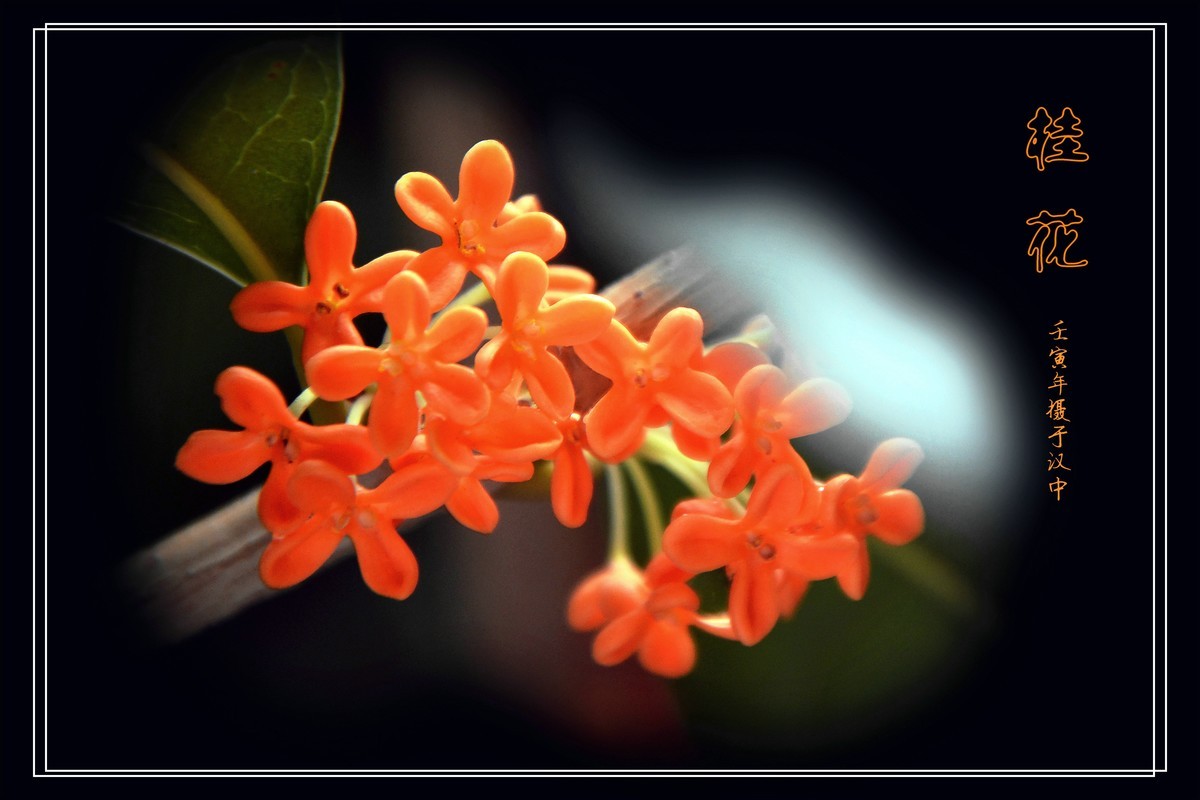 桂花飘香（2022269）