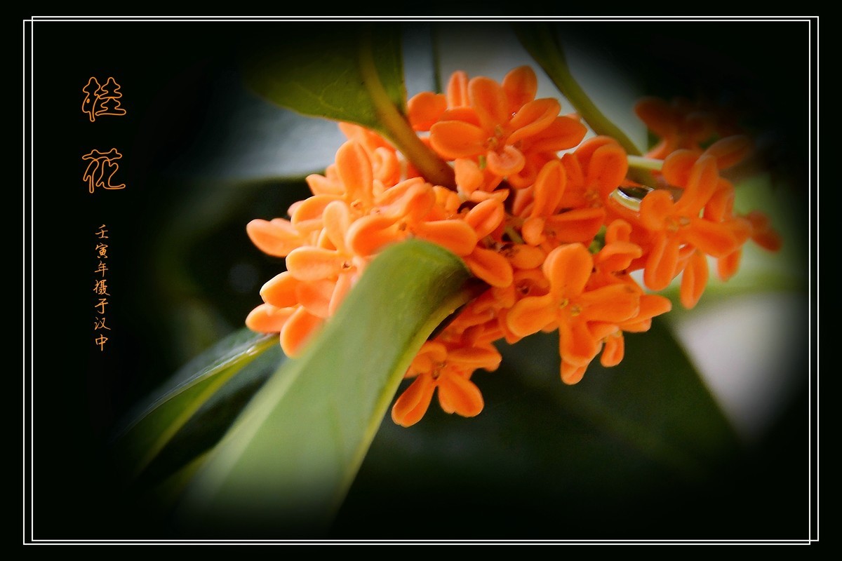 桂花飘香（2022269）