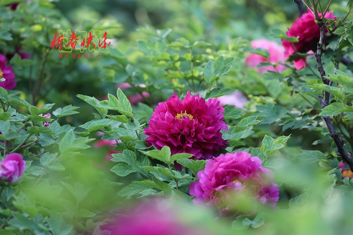 过年好，新春快乐！3【2023-0066】