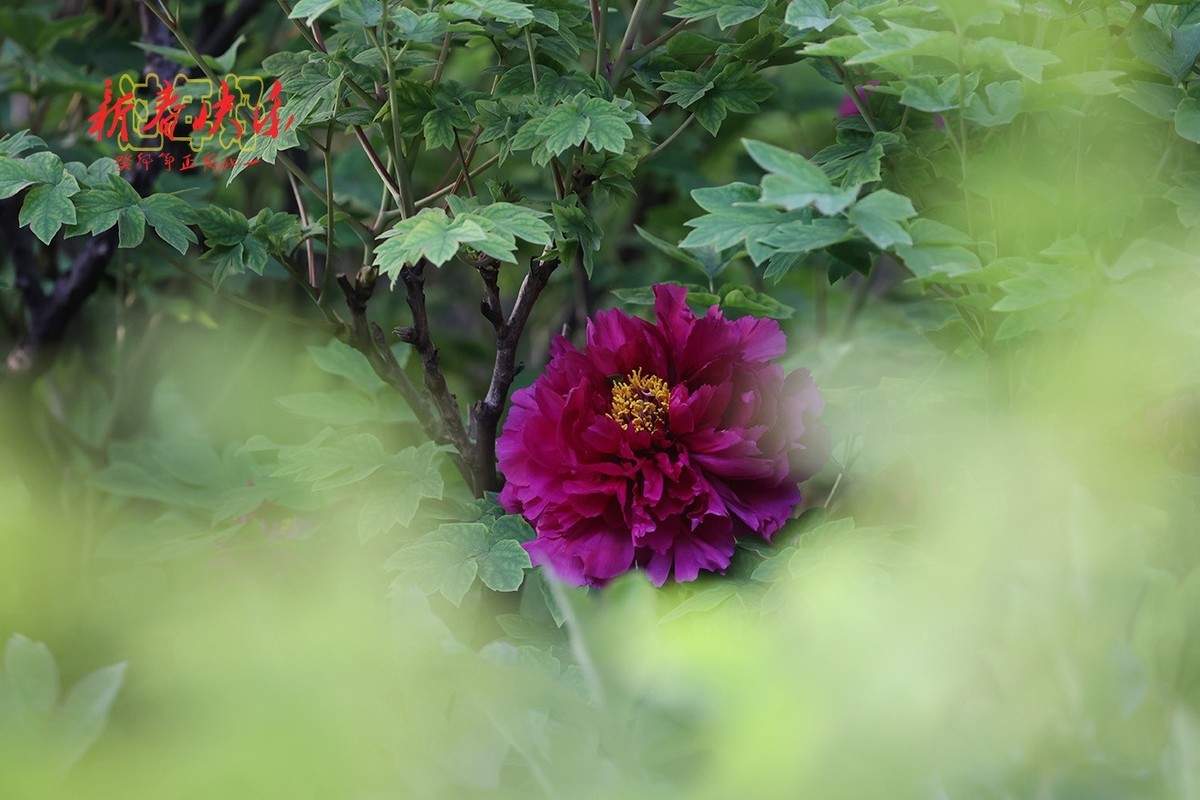 过年好，新春快乐！3【2023-0066】