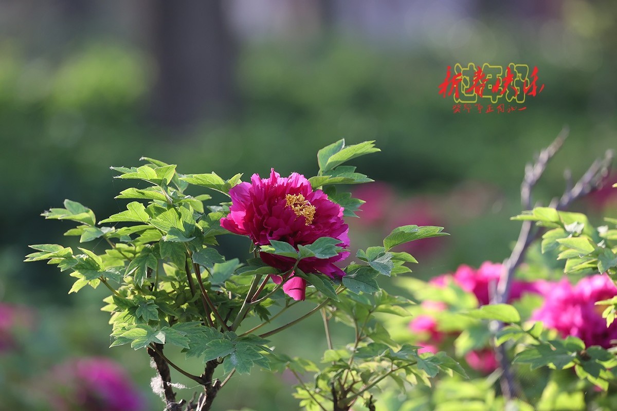 过年好，新春快乐！3【2023-0066】