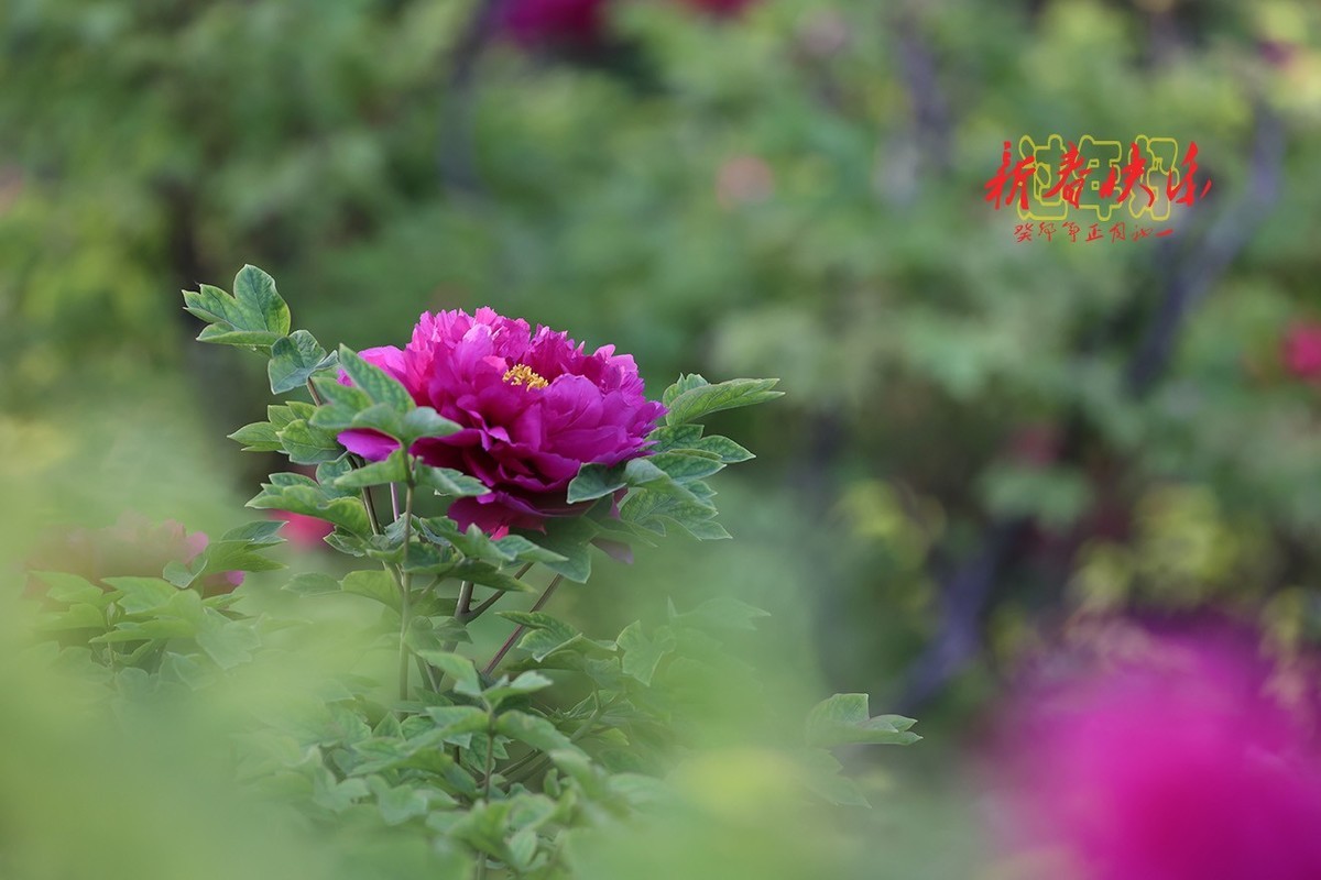 过年好，新春快乐！3【2023-0066】