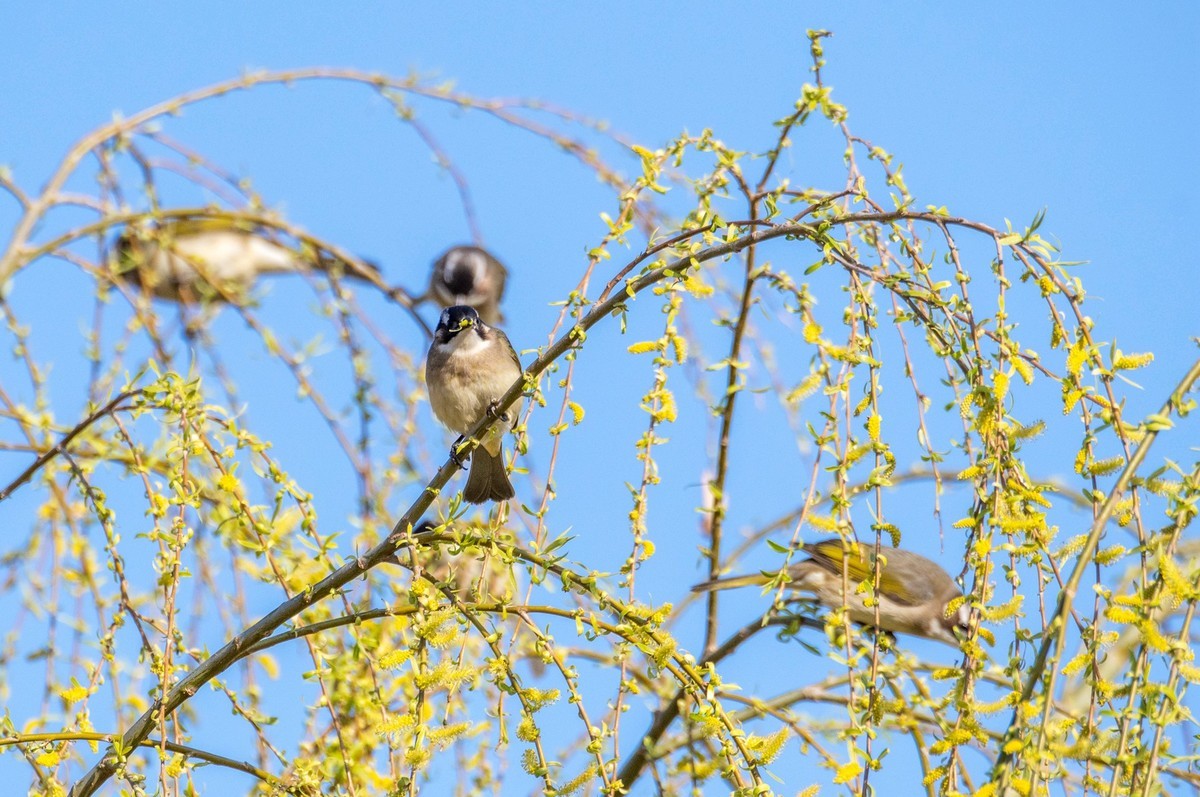 白头鹎鸟（十五）
