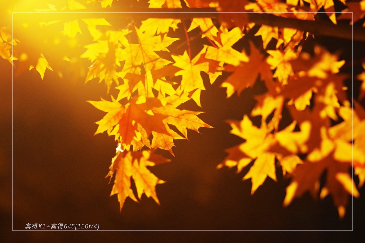 秋季最后的精灵