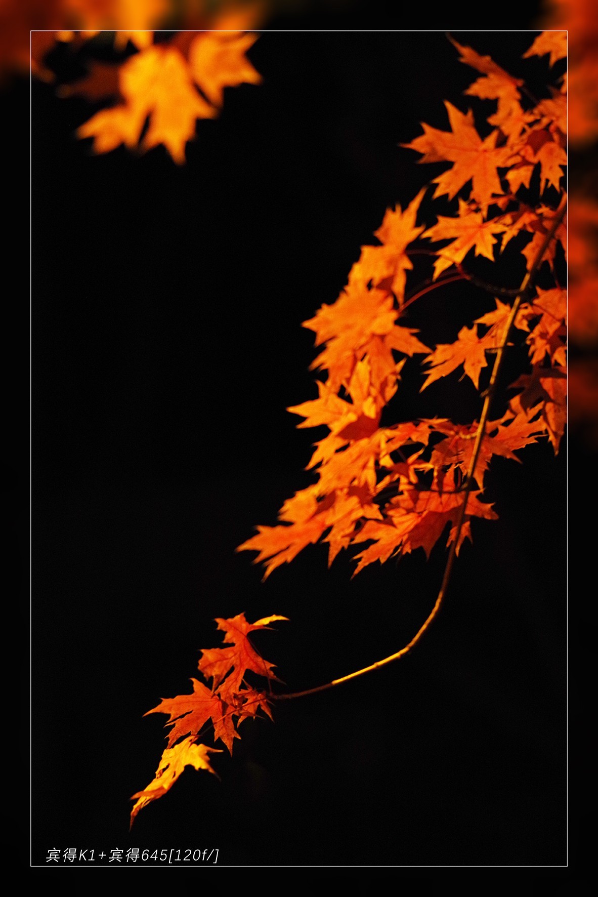 秋季最后的精灵