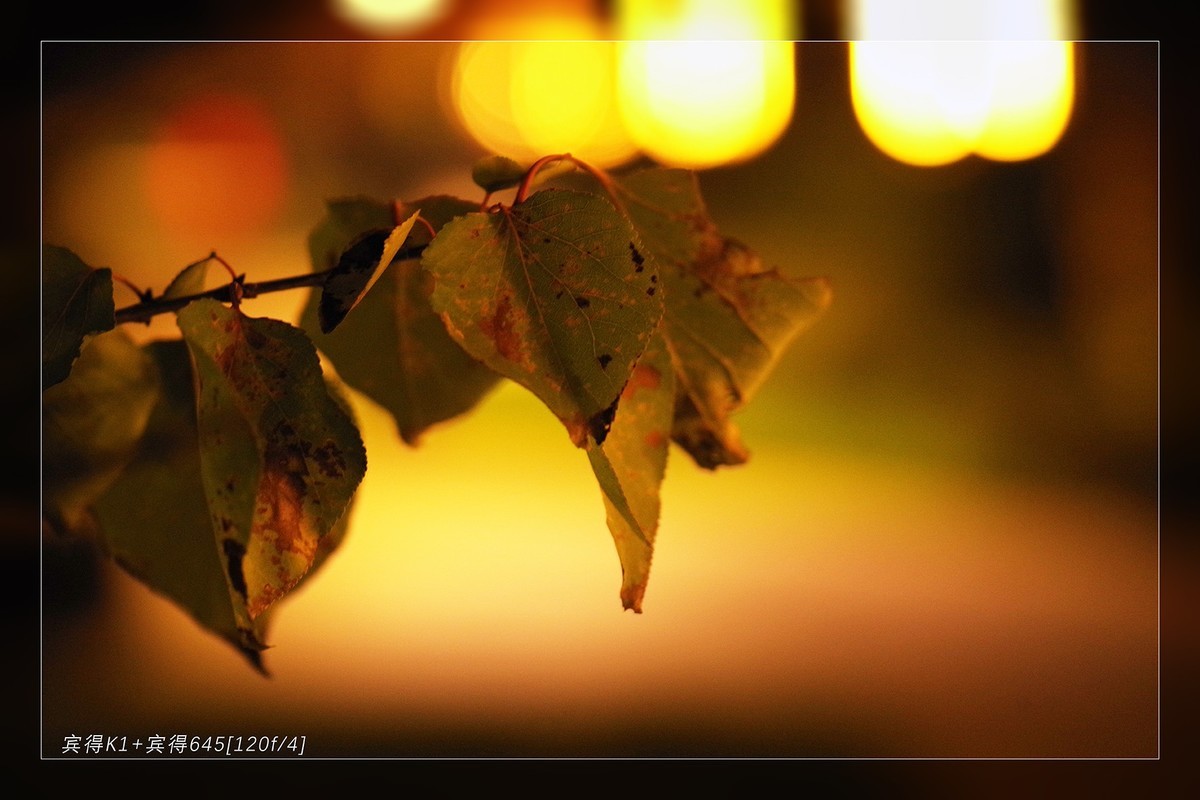 秋季最后的精灵...