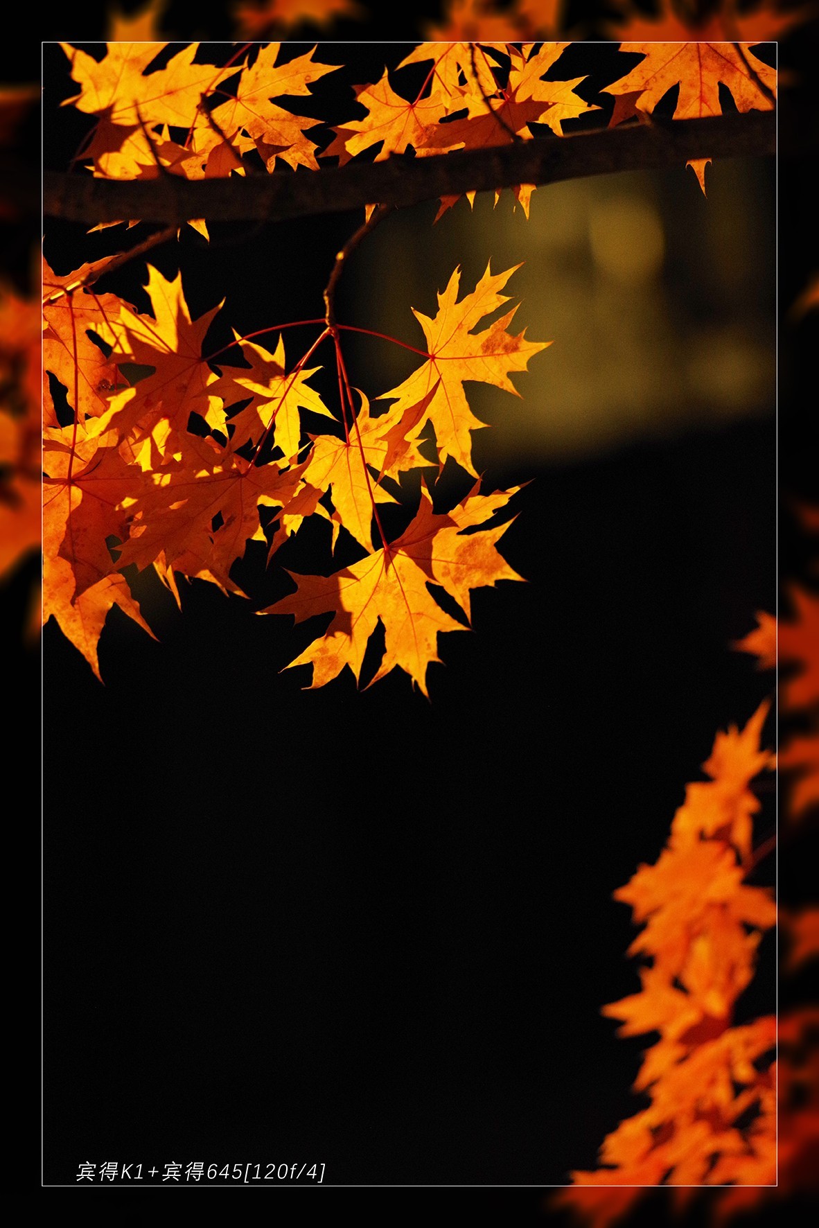 秋季最后的精灵...