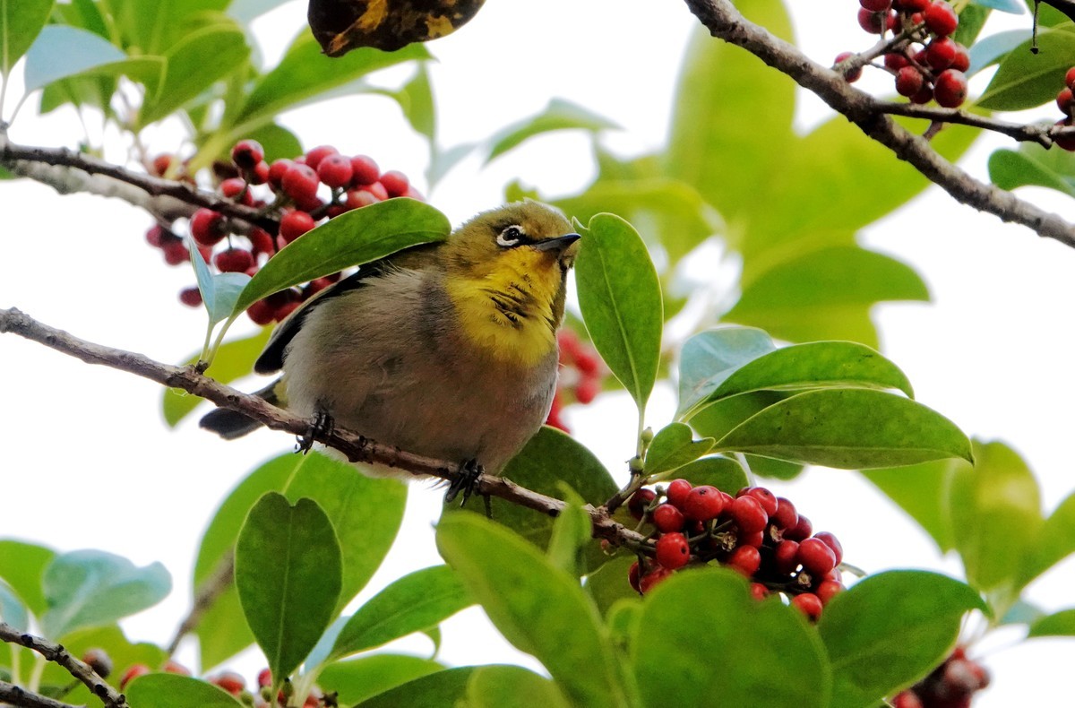 铁冬青上的绣眼