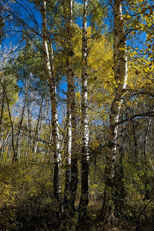 新疆阿勒泰红山公园随拍