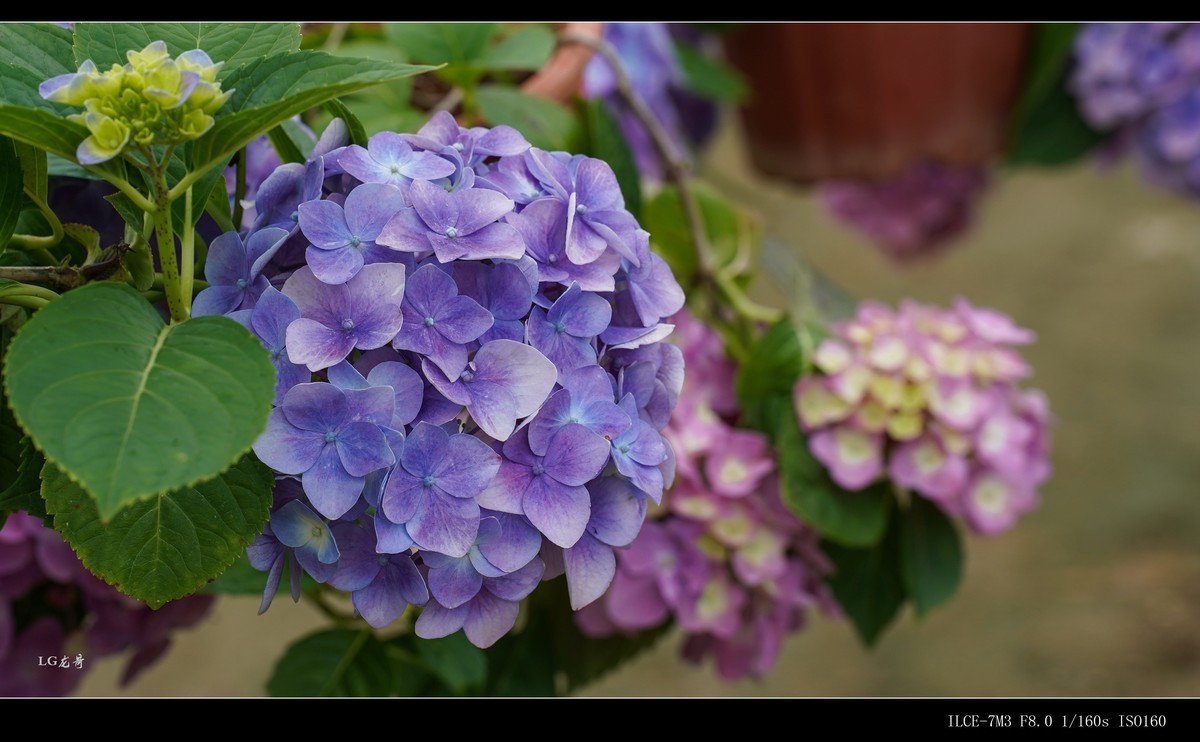 绣球花
