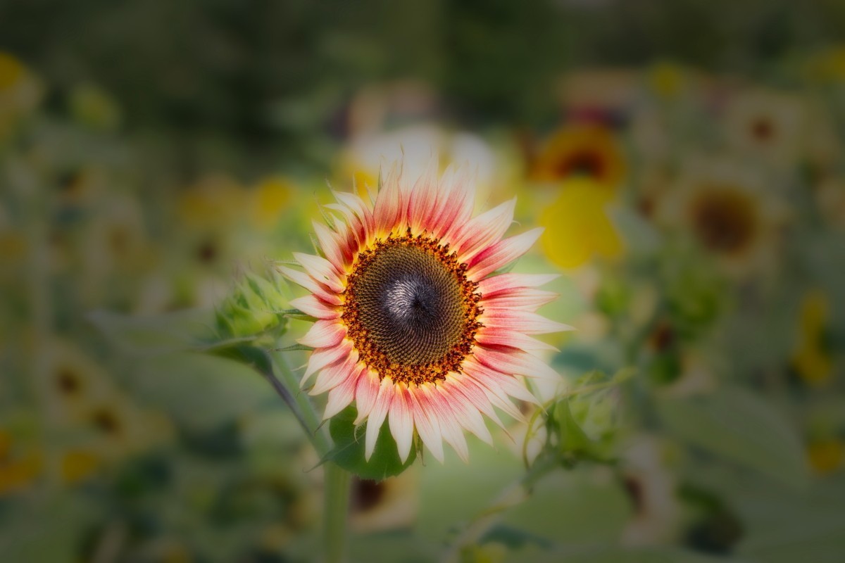 请假贴 (植物园拍向日葵 29)