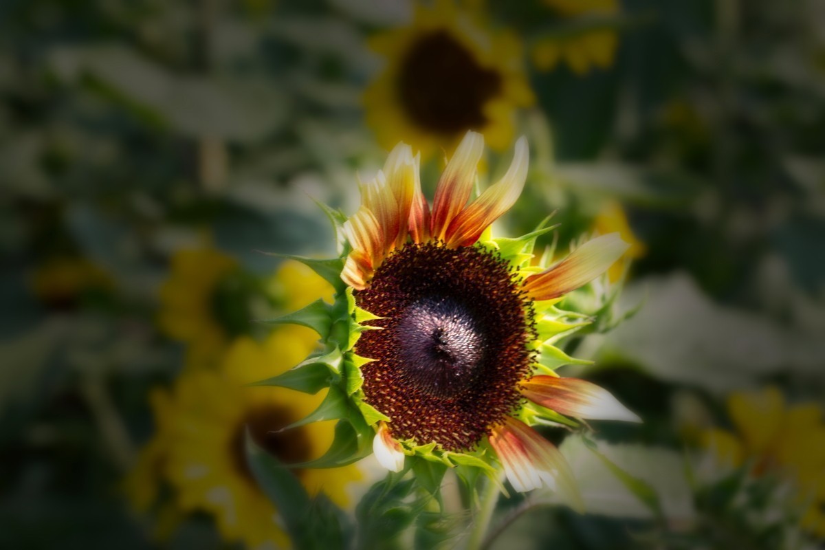 请假贴 (植物园拍向日葵 29)