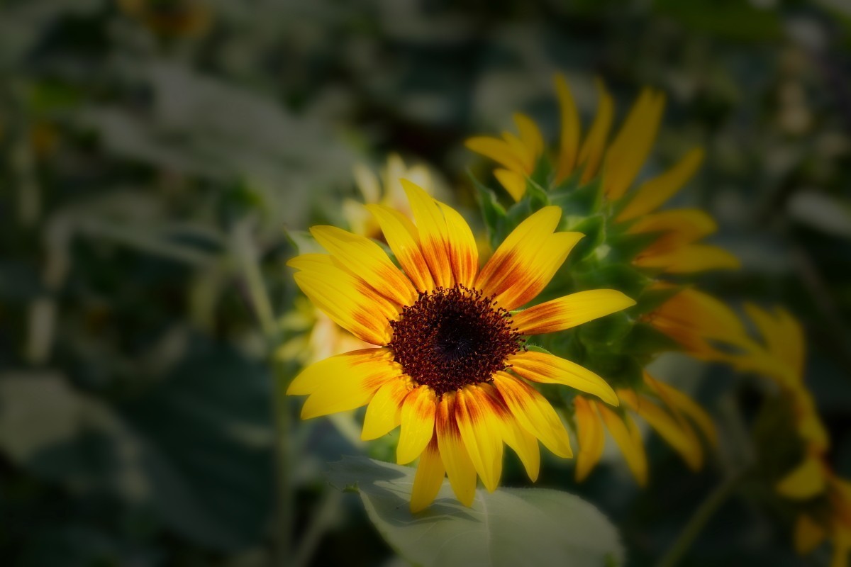 请假贴 (植物园拍向日葵 29)