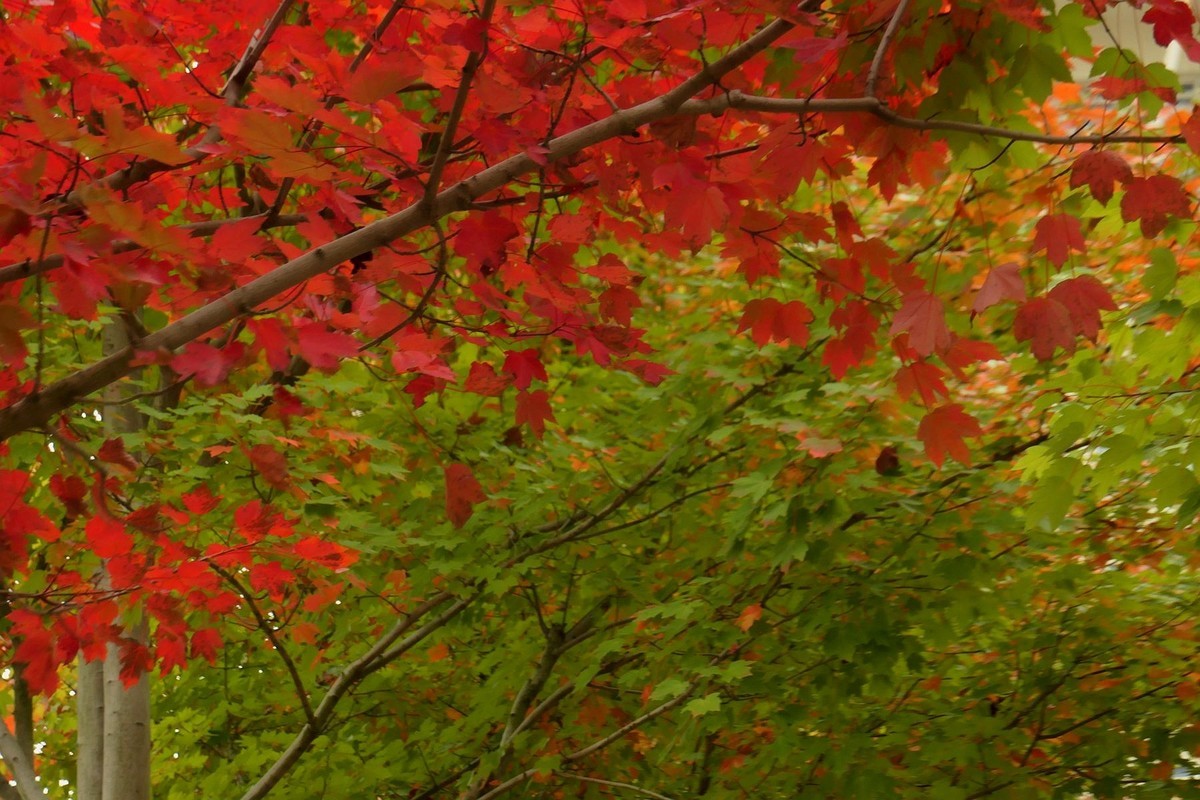 文华学院拍红枫