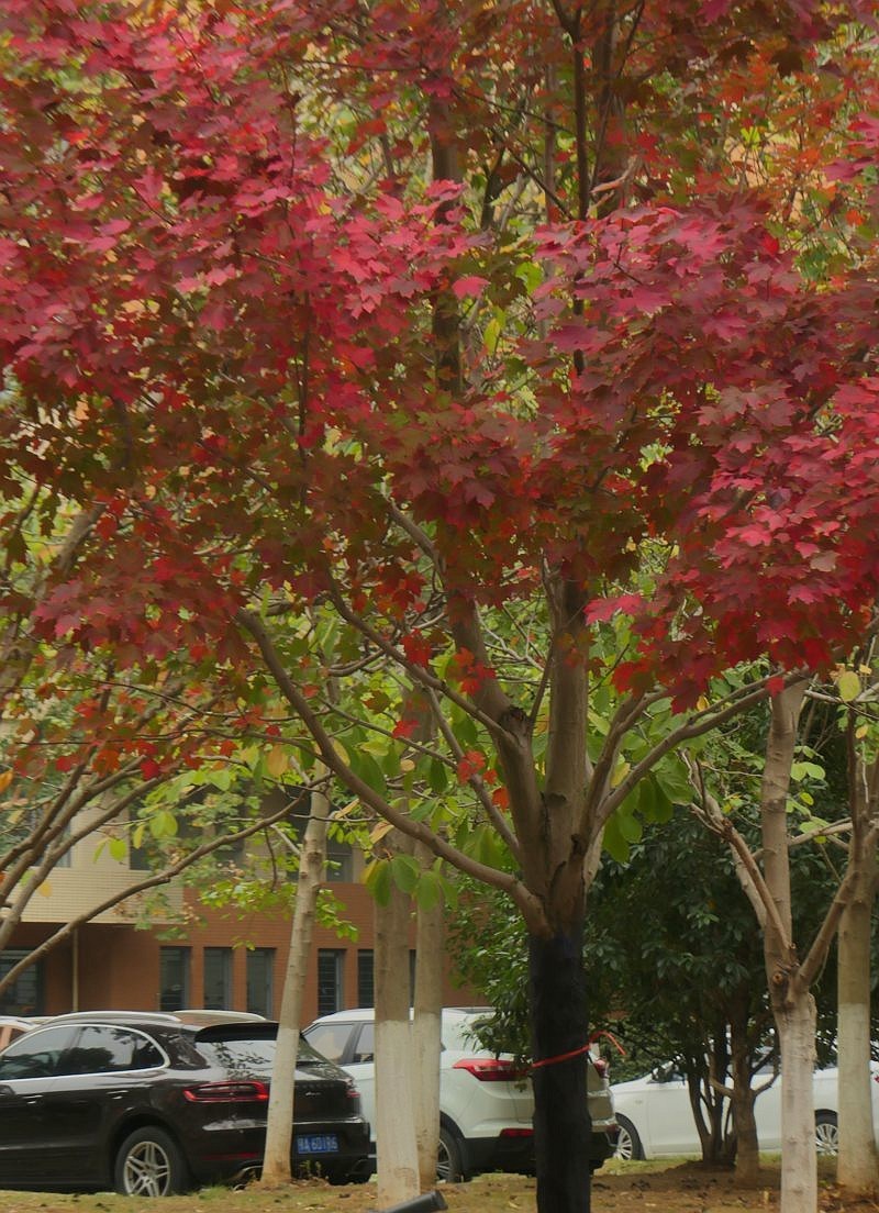 文华学院拍红枫