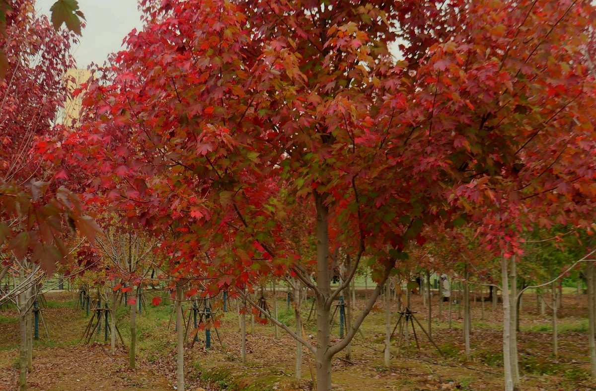 文华学院拍红枫