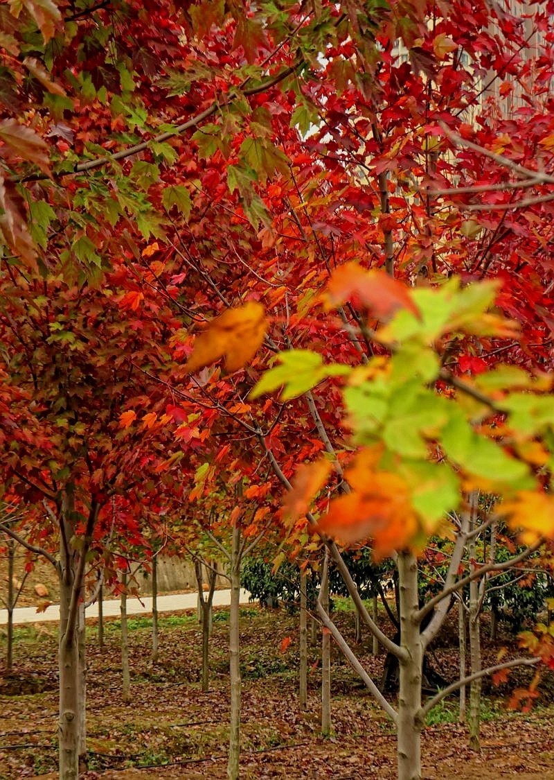 文华学院拍红枫