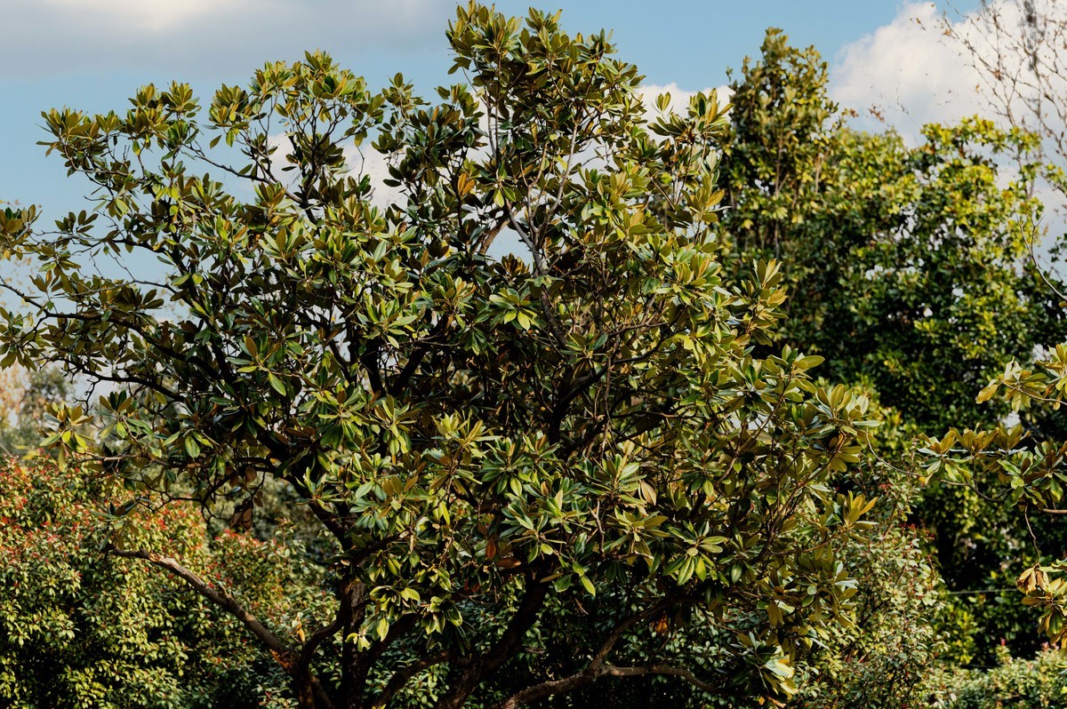 庐州印象（425）环城风景区