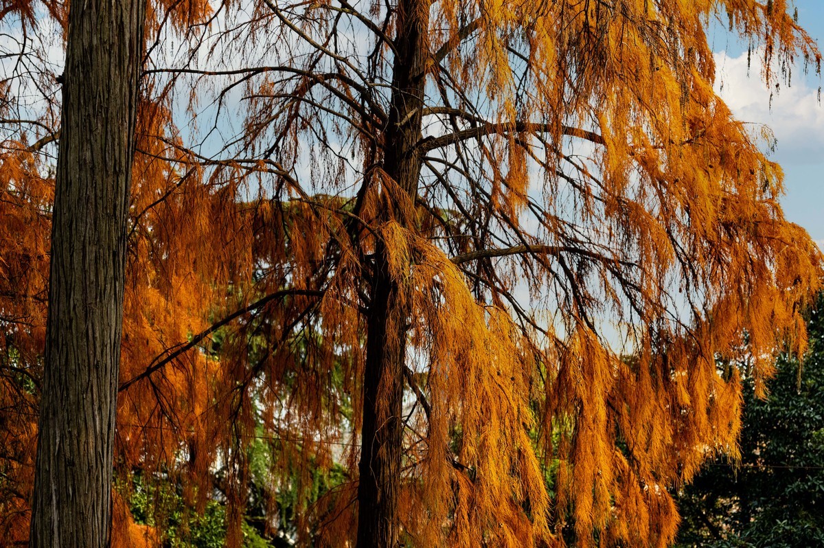 庐州印象（425）环城风景区
