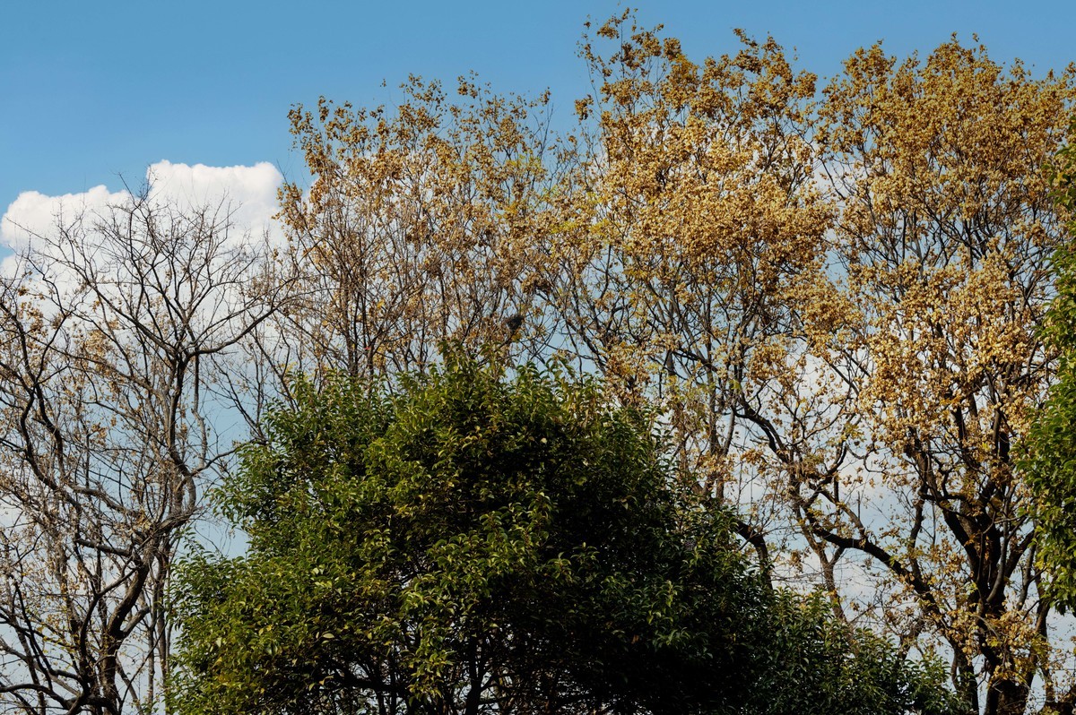 庐州印象（425）环城风景区