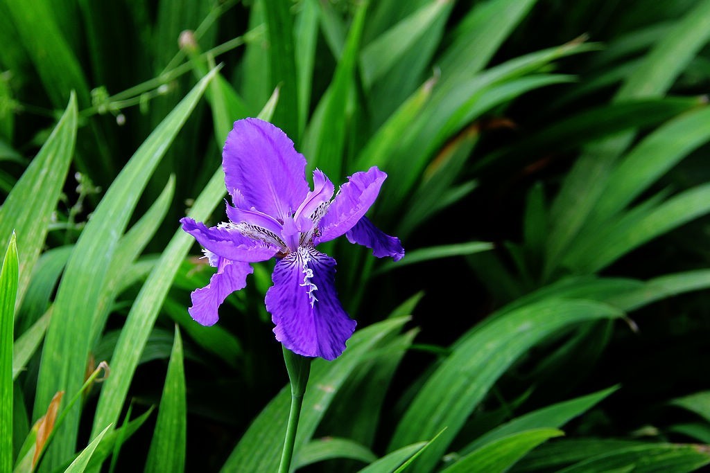 鸢尾花-5