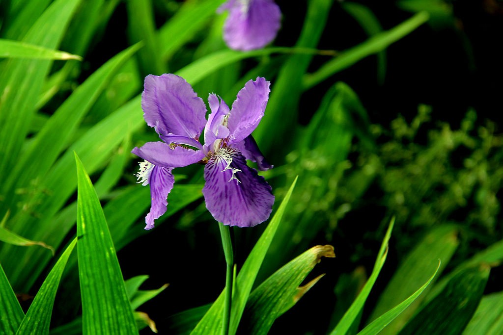 鸢尾花-5