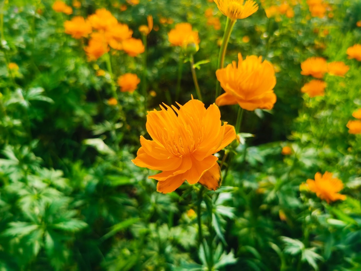 八月在御道口草原森林风景区享受一份美好时光