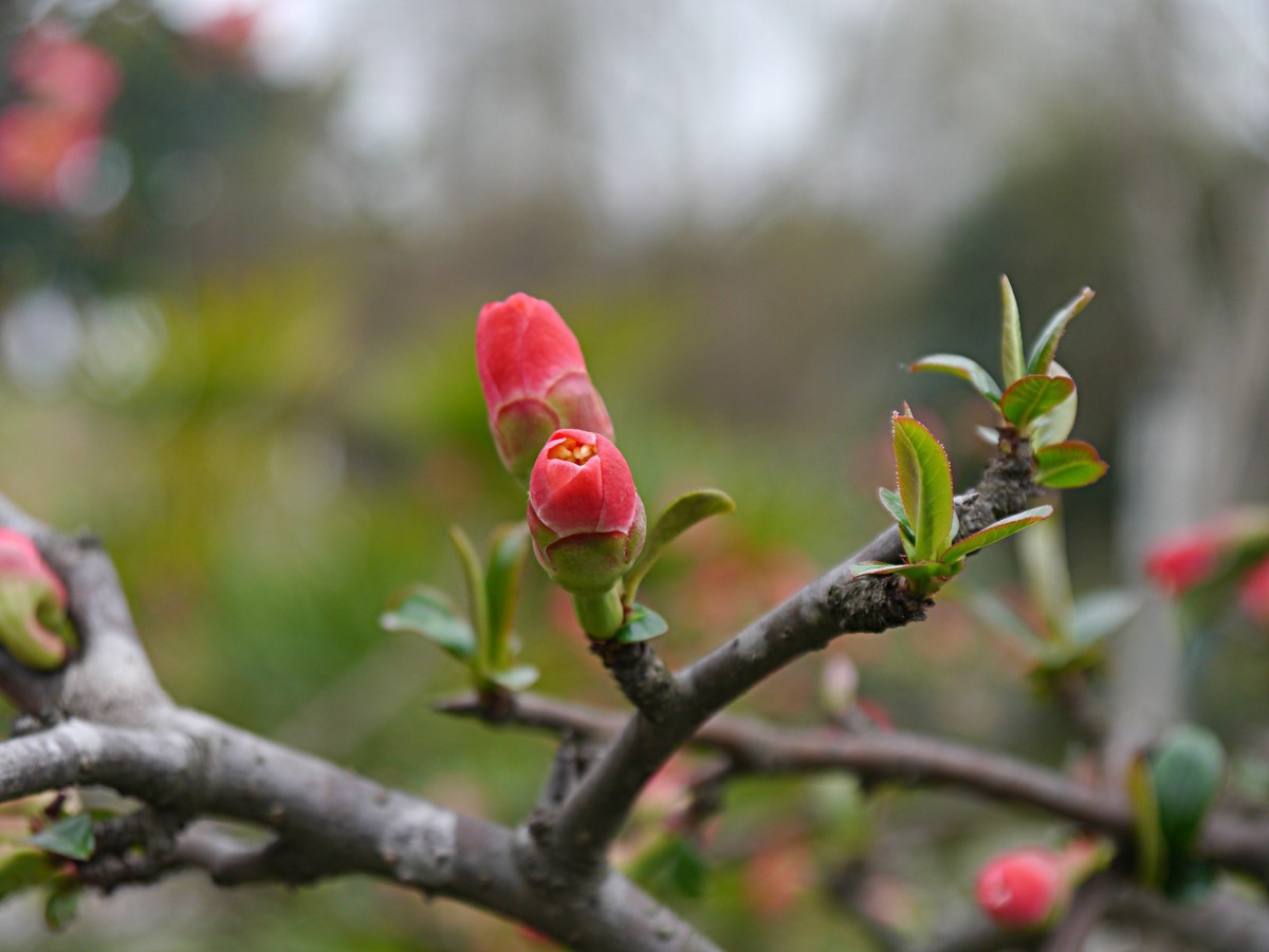 海棠花正红（1）