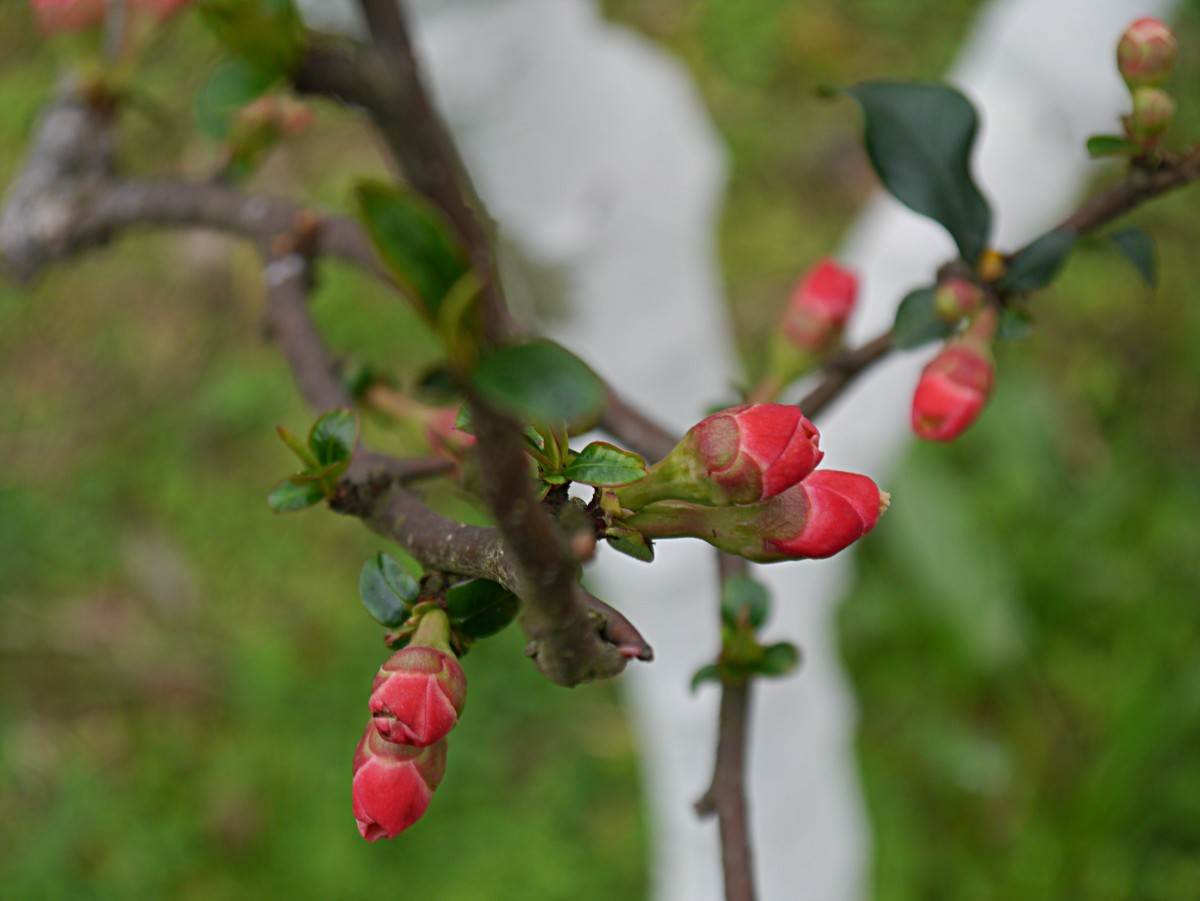 海棠花正红（1）