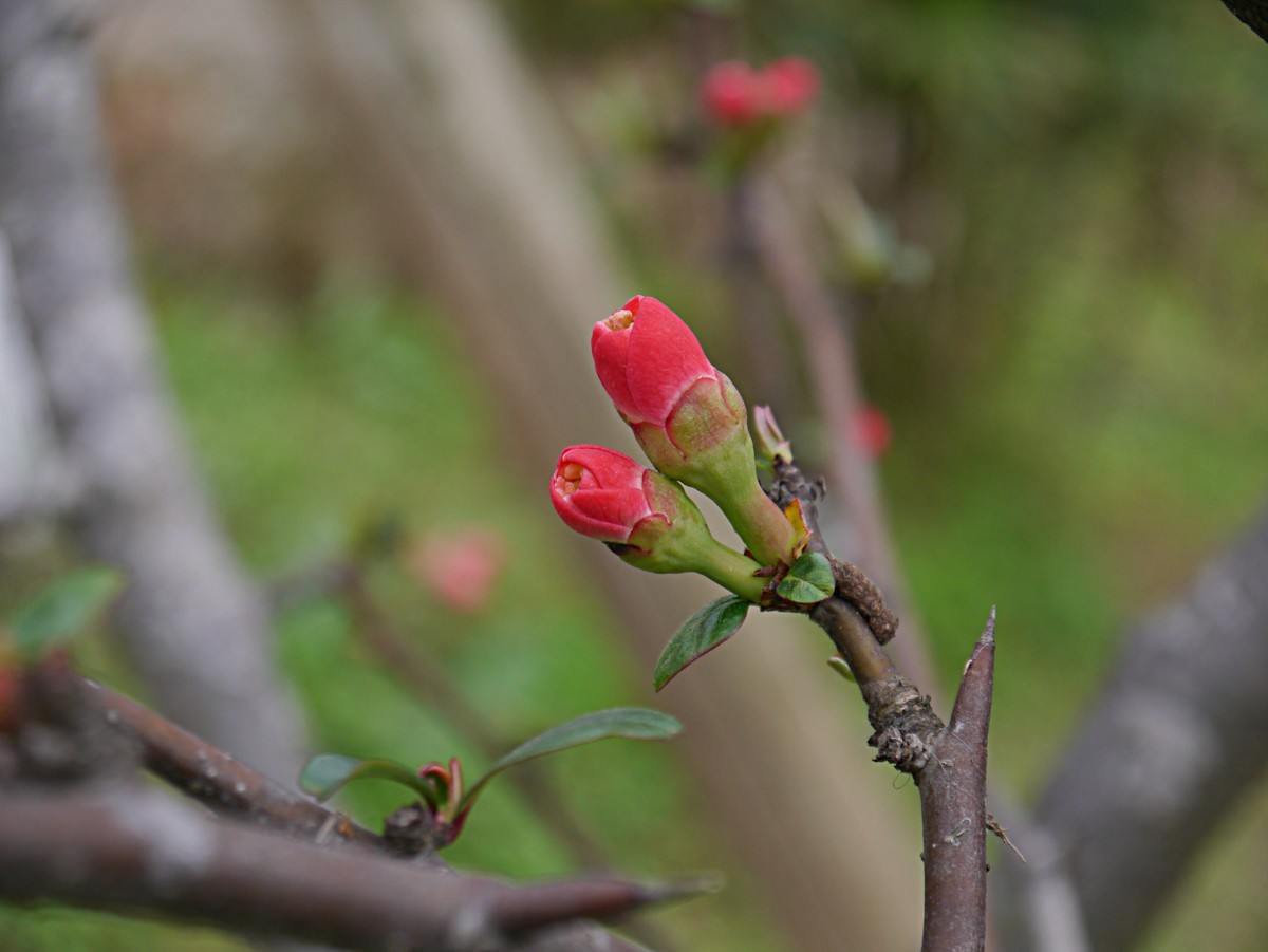 海棠花正红（1）