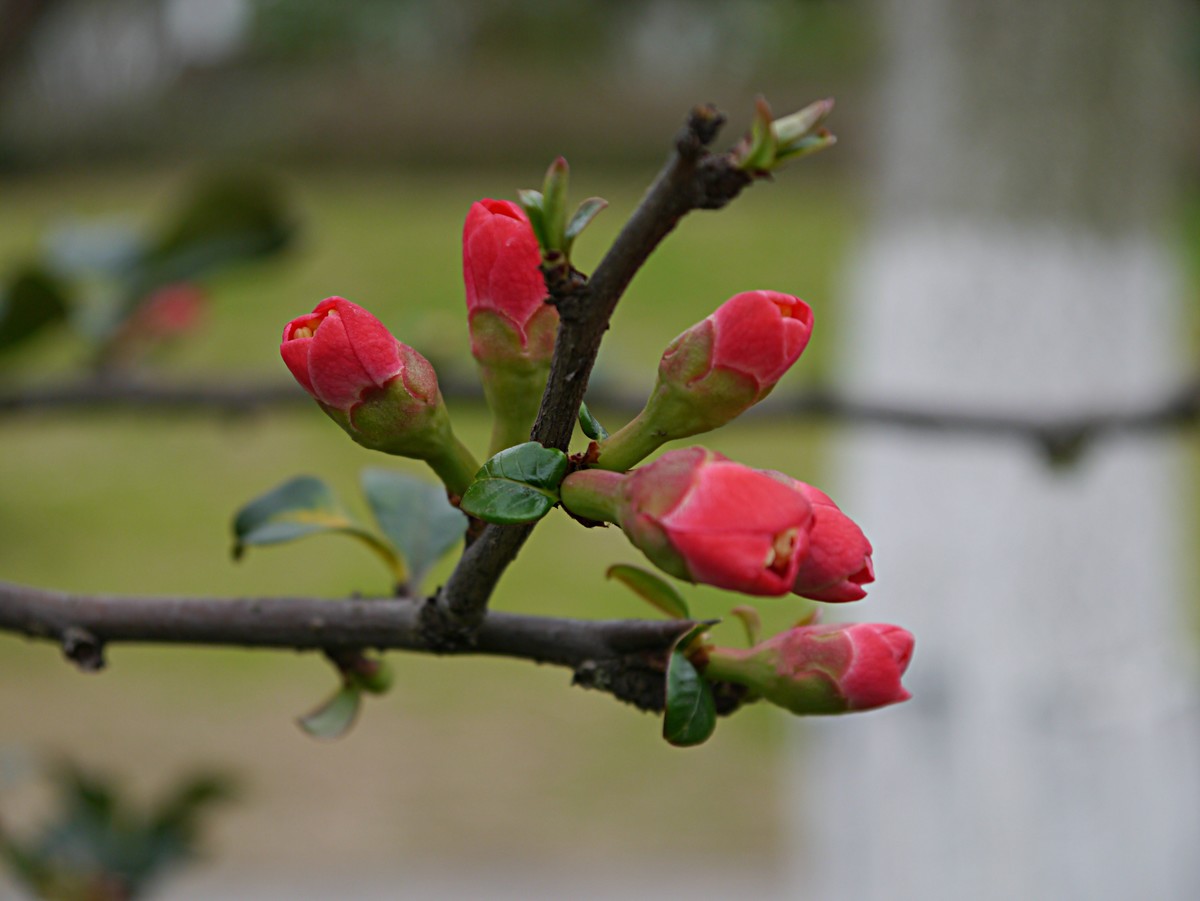 海棠花正红（1）