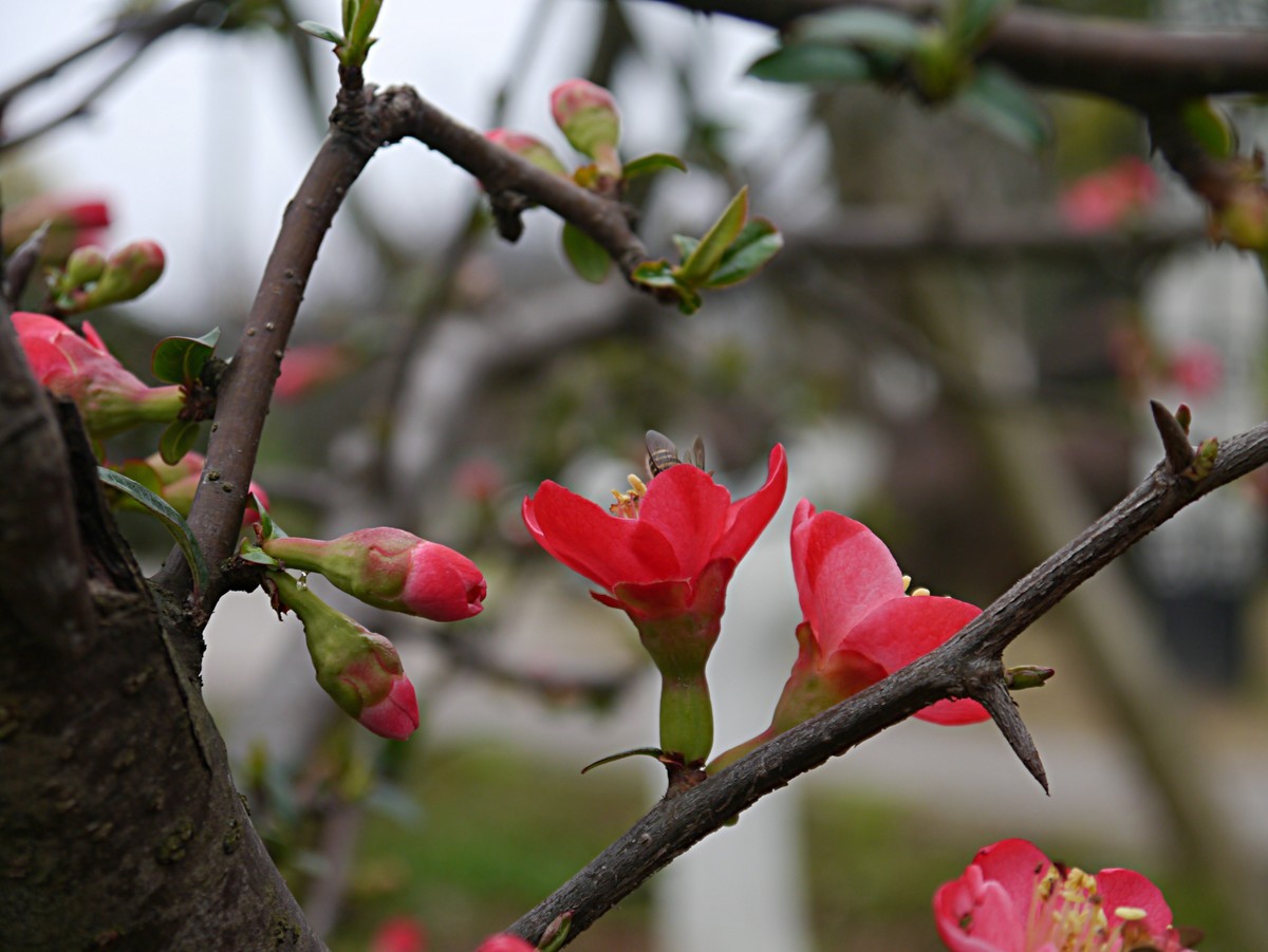 海棠花正红（1）