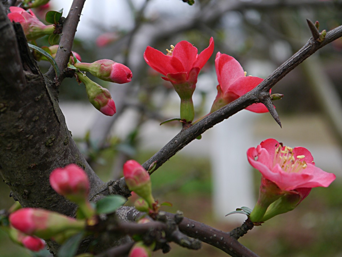 海棠花正红（1）